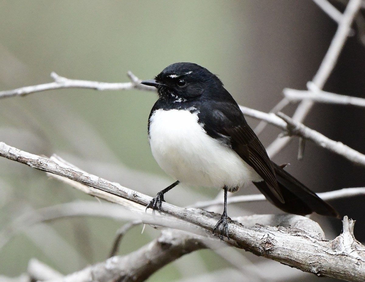 Willie-wagtail - ML358894771