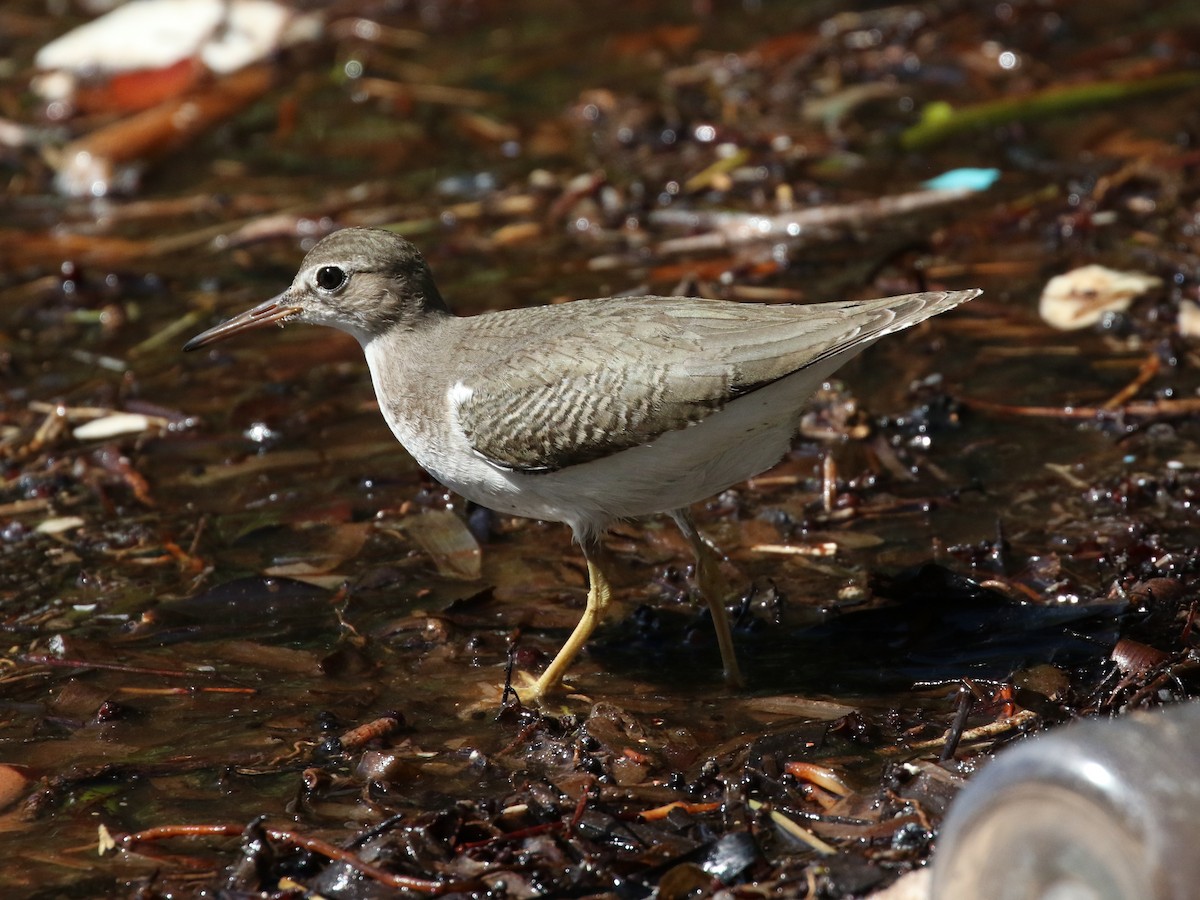 Drosseluferläufer - ML35889511