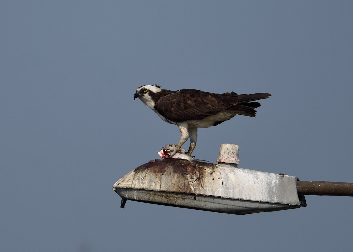 Osprey - Max Wilson