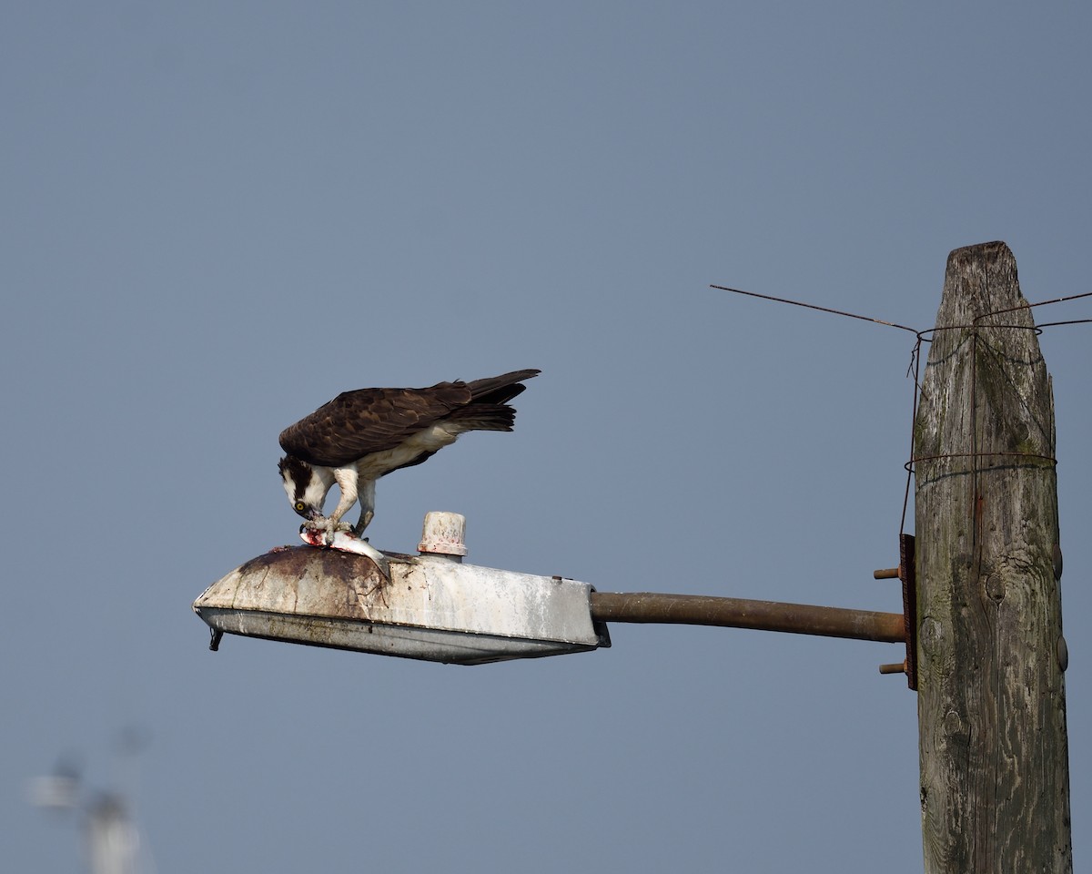 Águila Pescadora - ML358895211