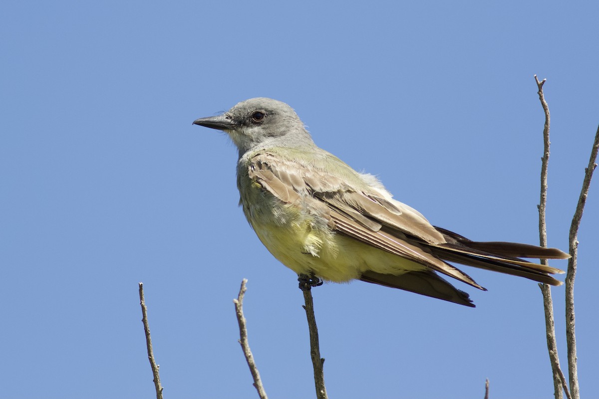 Cassin's Kingbird - Gavin Aquila