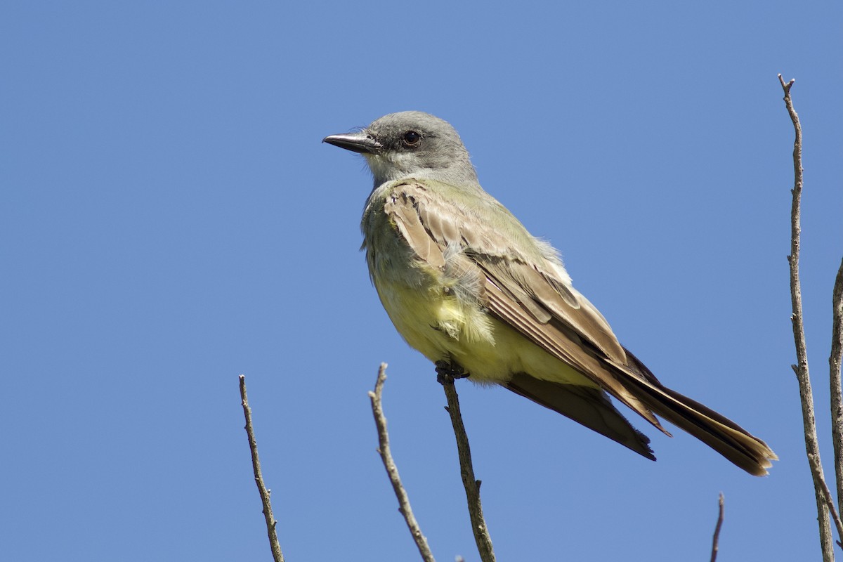 Cassin's Kingbird - ML358895721