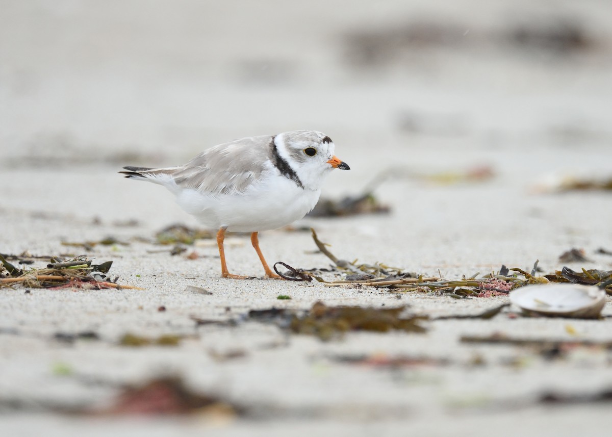 Piping Plover - Max Wilson