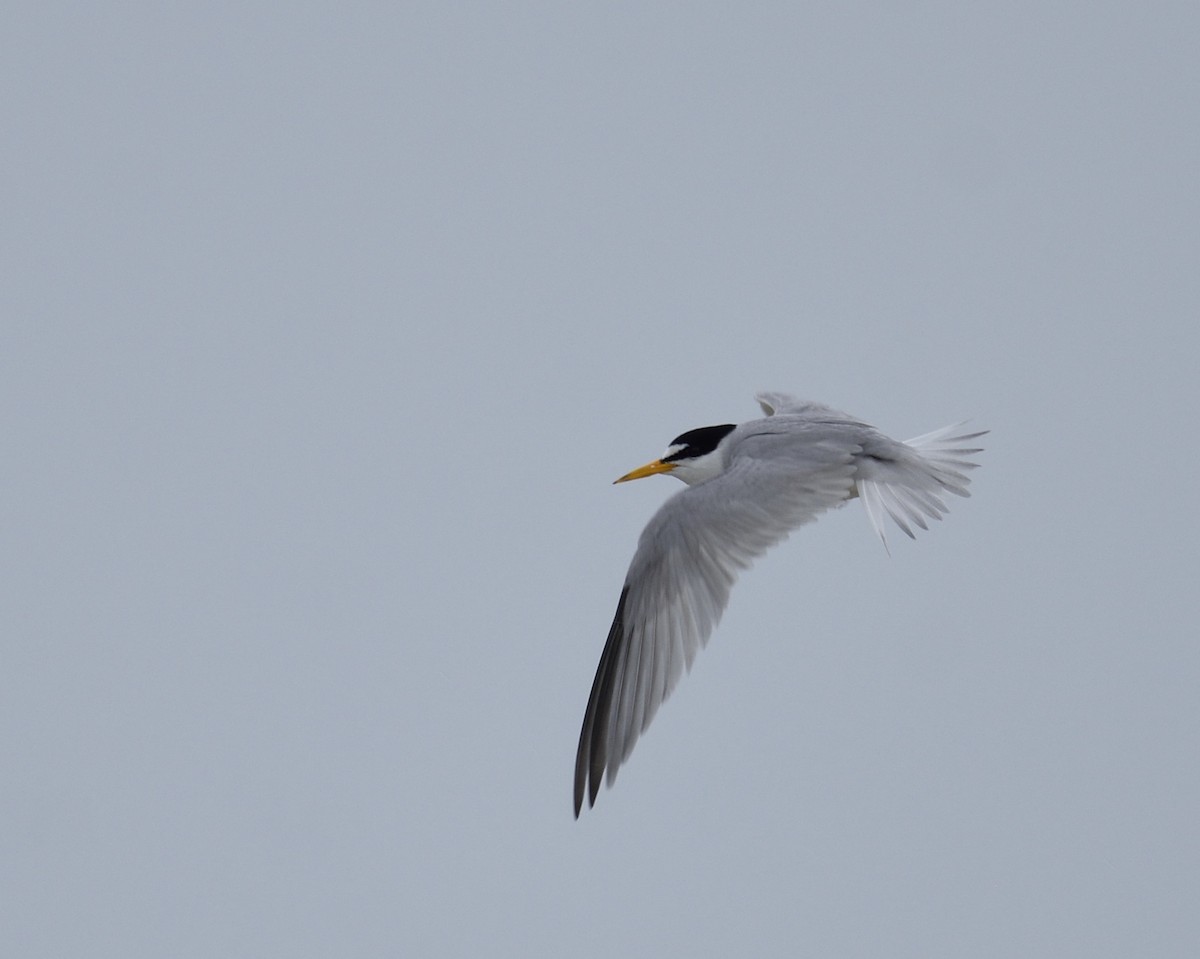 Least Tern - ML358895821