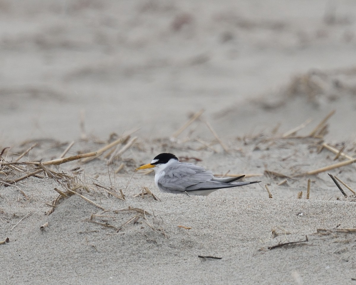 Least Tern - Max Wilson