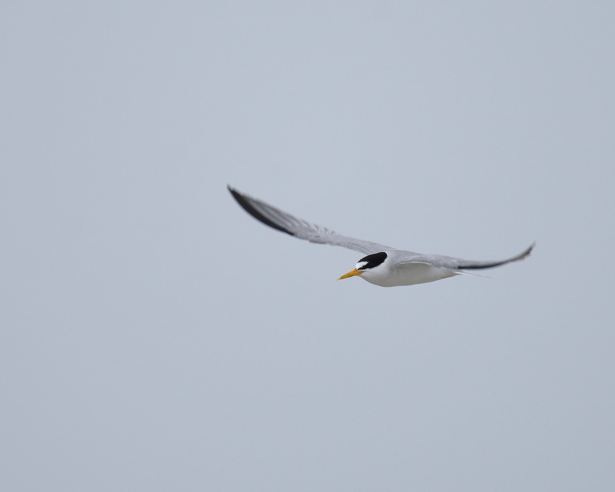 Least Tern - ML358895851