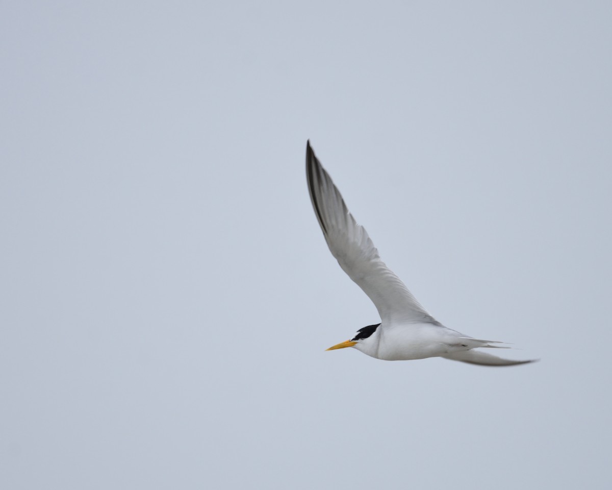 Least Tern - ML358895881