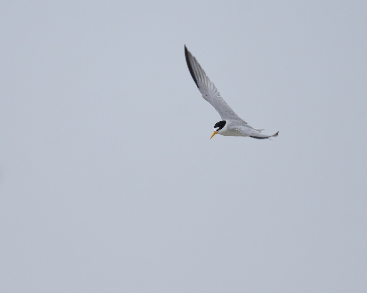 Least Tern - Max Wilson