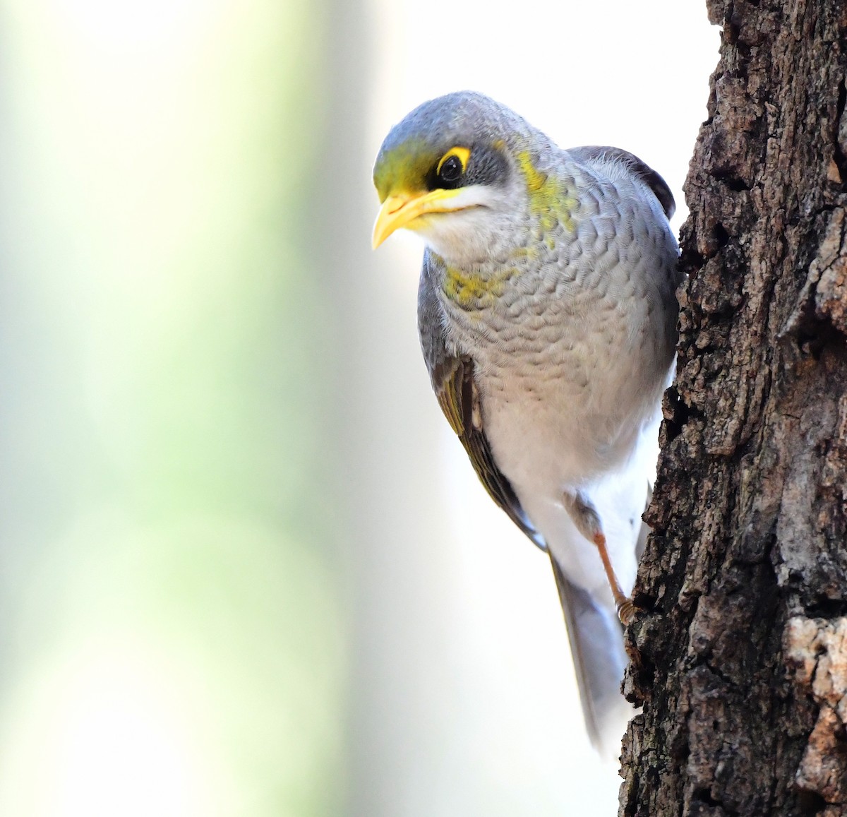 Yellow-throated Miner - Andy Gee