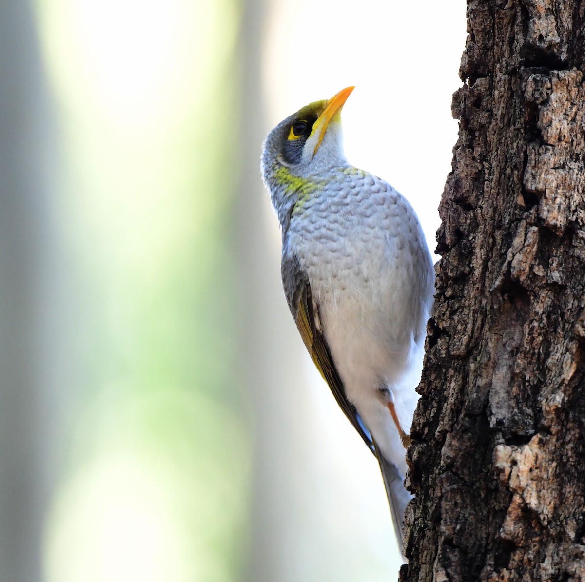 Yellow-throated Miner - Andy Gee