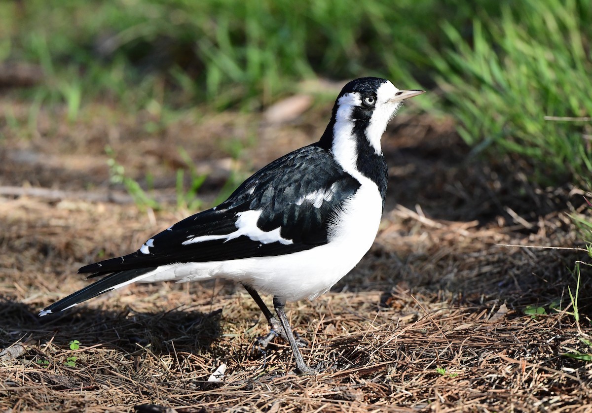 Magpie-lark - Andy Gee