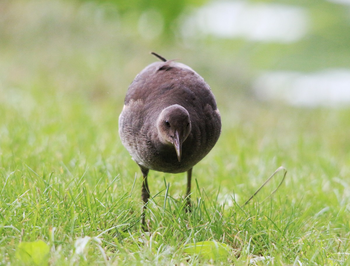 Eurasian Moorhen - ML358897481