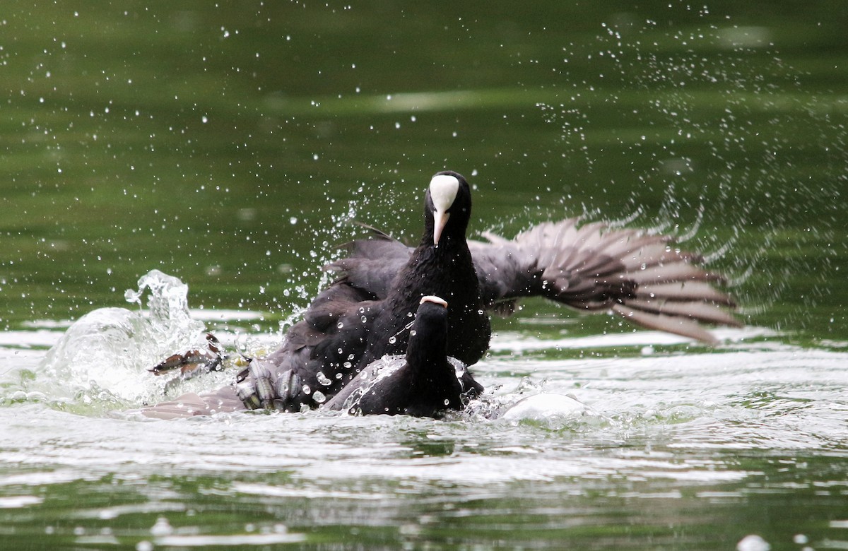 Eurasian Coot - ML358897561