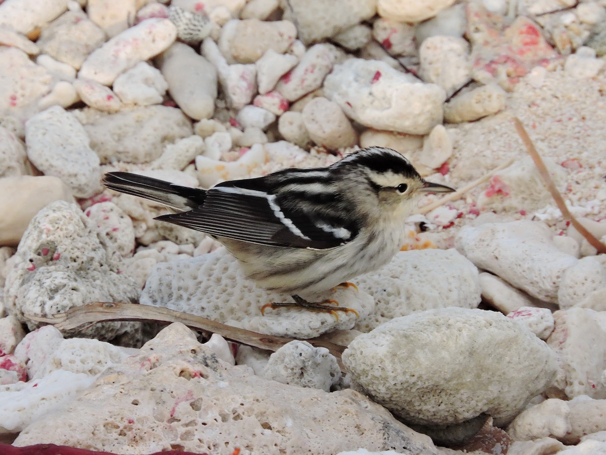 Black-and-white Warbler - ML35889861