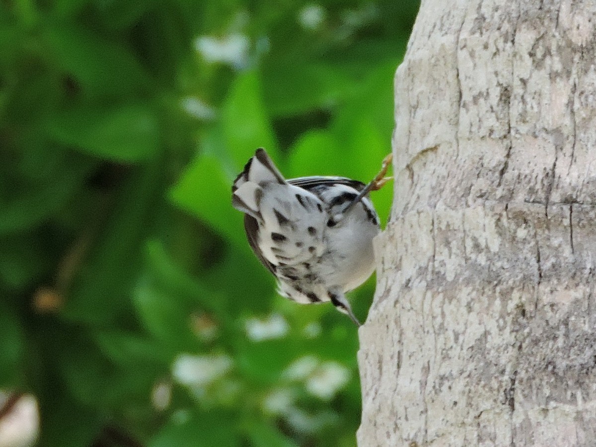 Black-and-white Warbler - ML35889901
