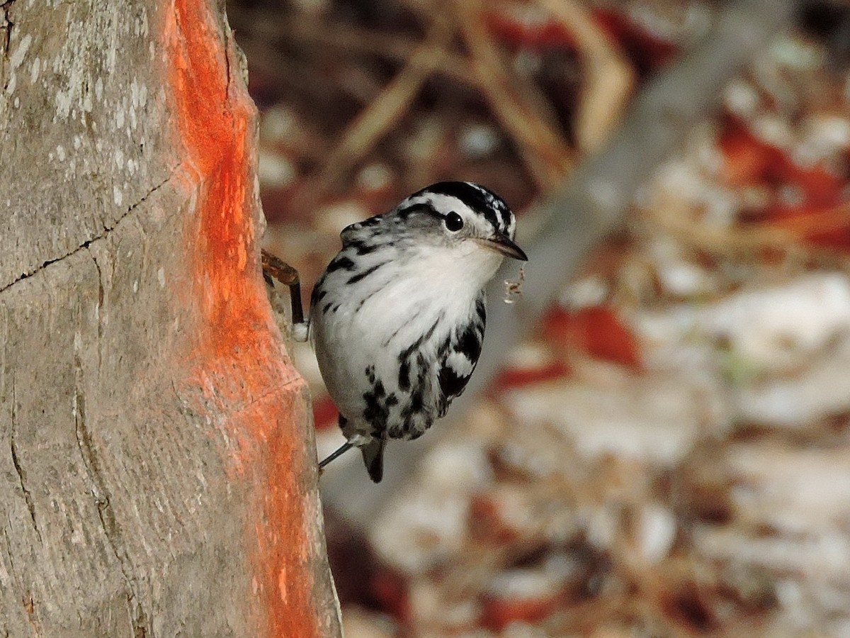 Black-and-white Warbler - ML35889911