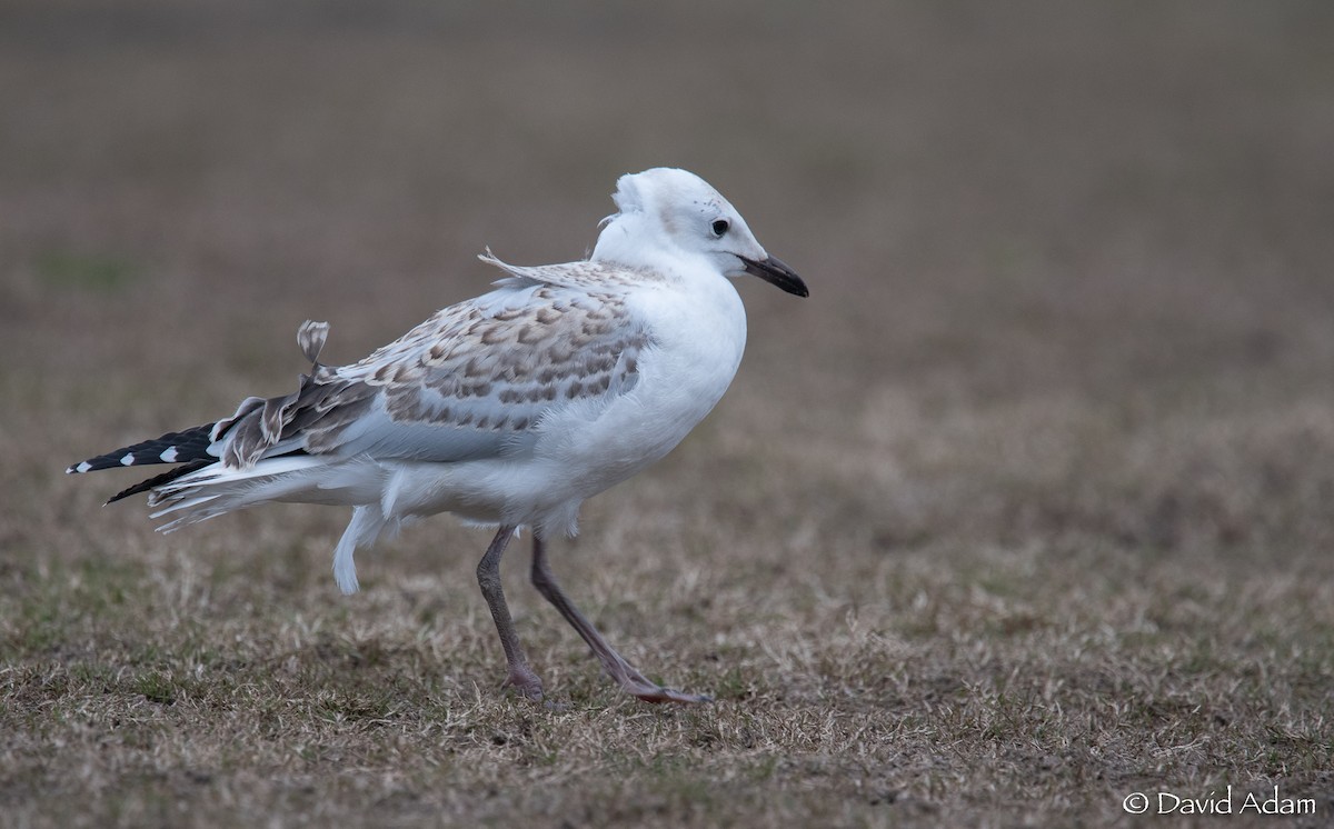 Gaviota Plateada - ML358899131