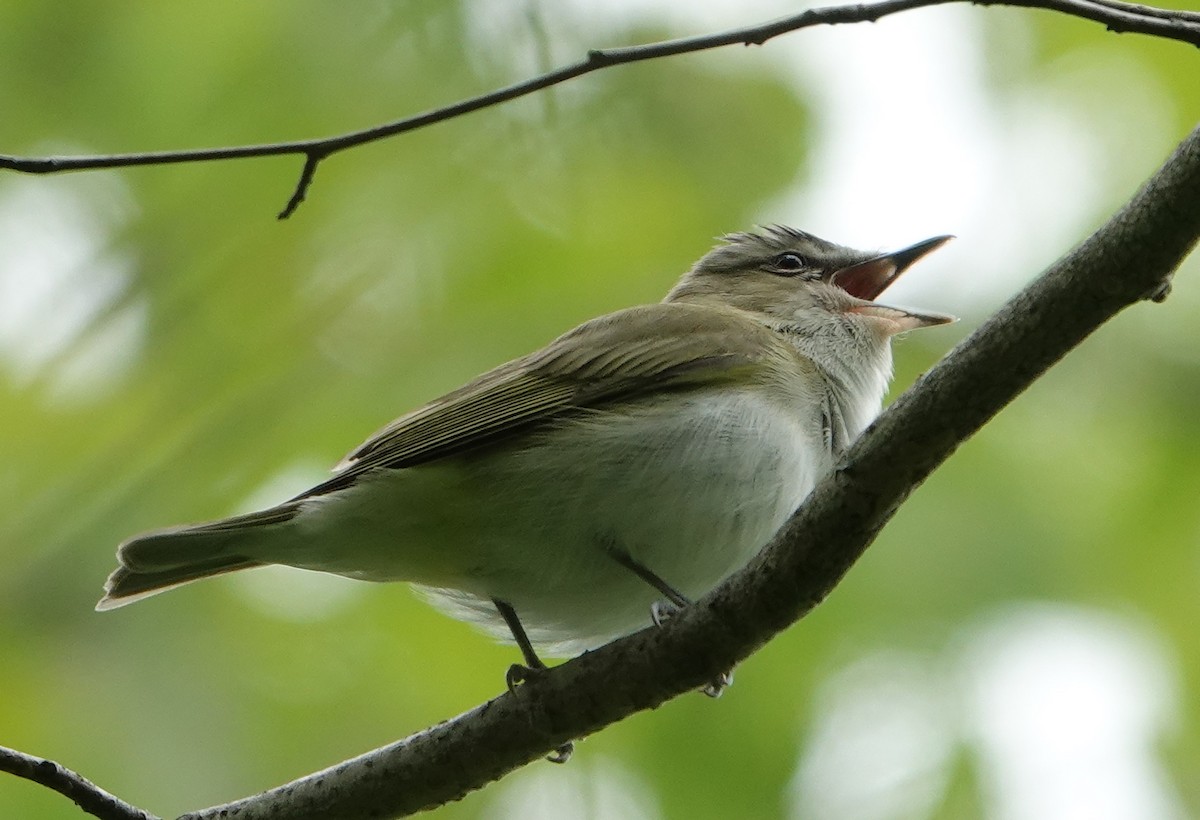 Vireo occhirossi - ML358899381