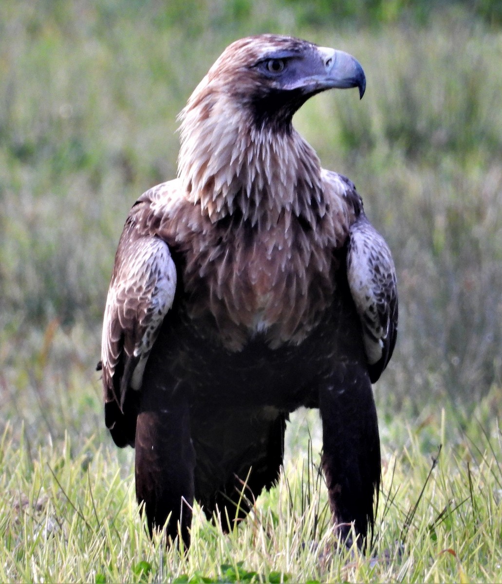 Wedge-tailed Eagle - ML358899421
