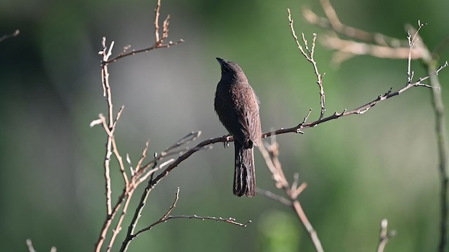 Five-striped Sparrow - ML358899431