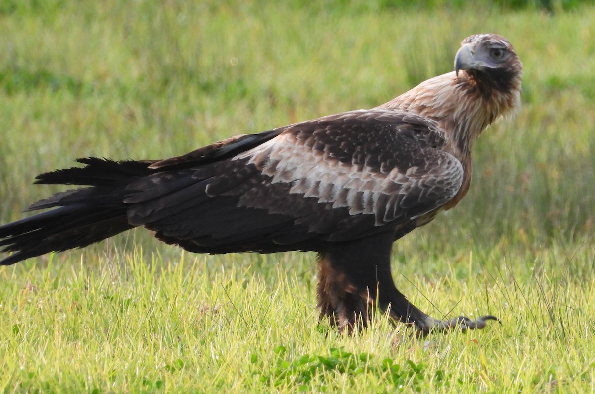 Wedge-tailed Eagle - ML358899441