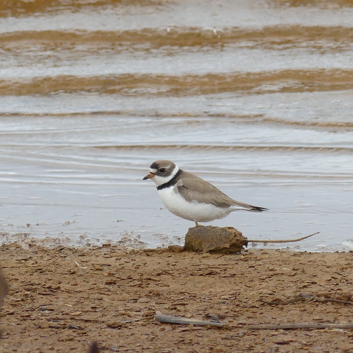Semipalmated Plover - ML358899741