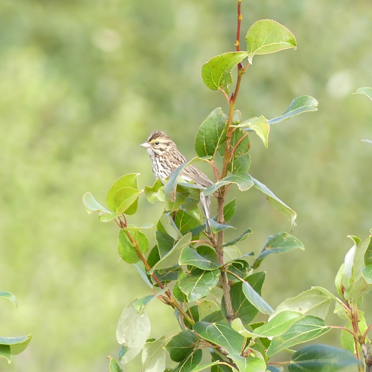 Savannah Sparrow - ML358899771