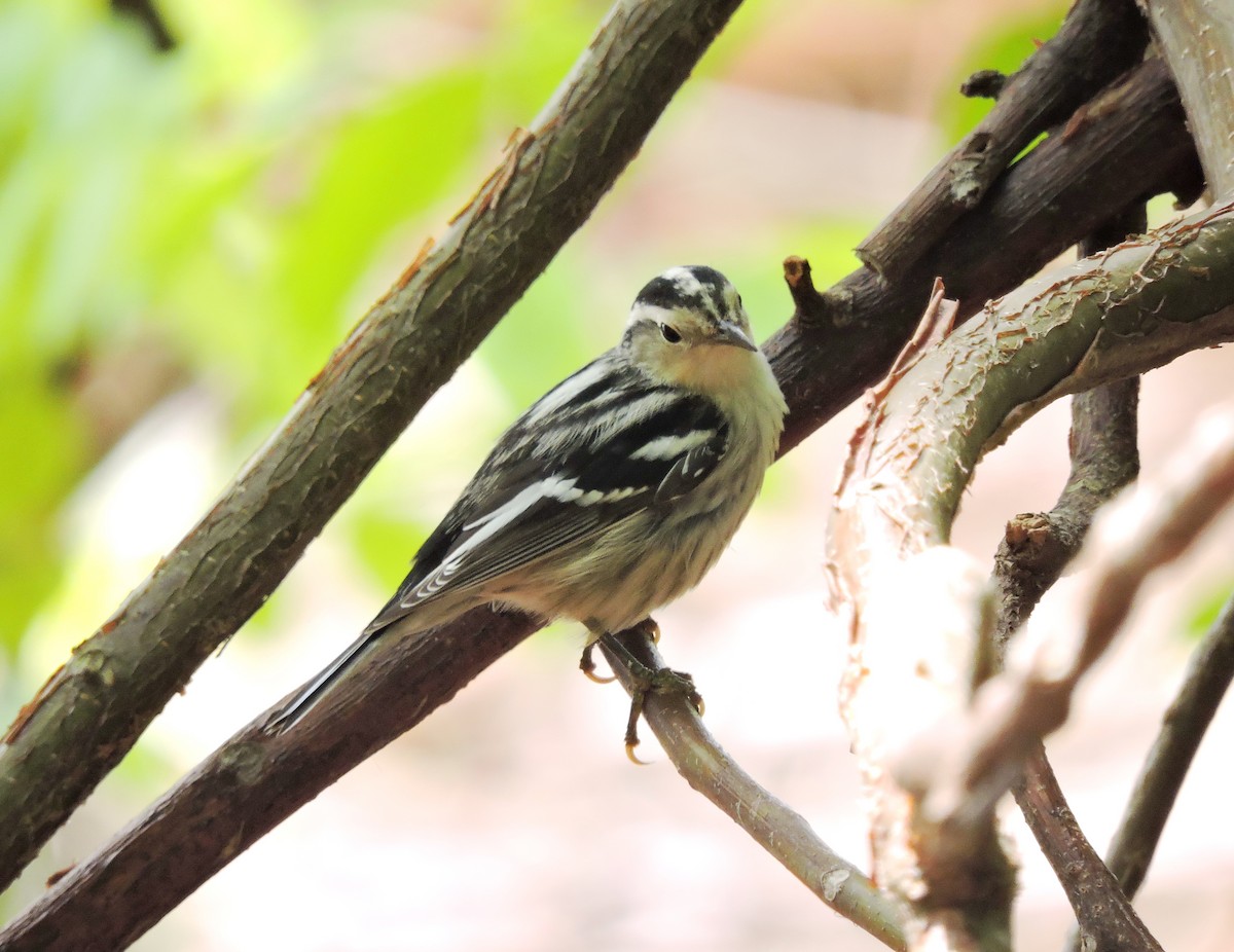 Black-and-white Warbler - ML35890031