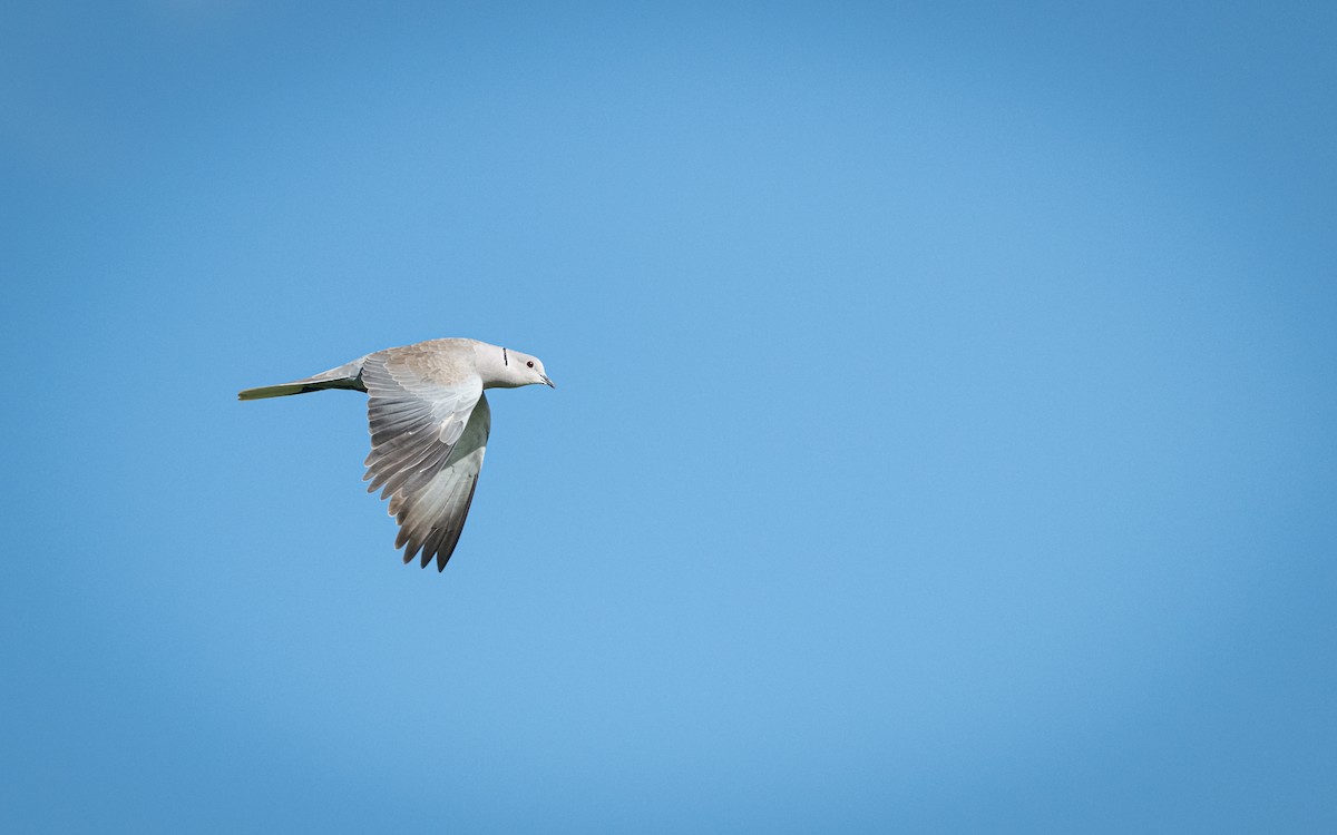 Eurasian Collared-Dove - Sharang Satish