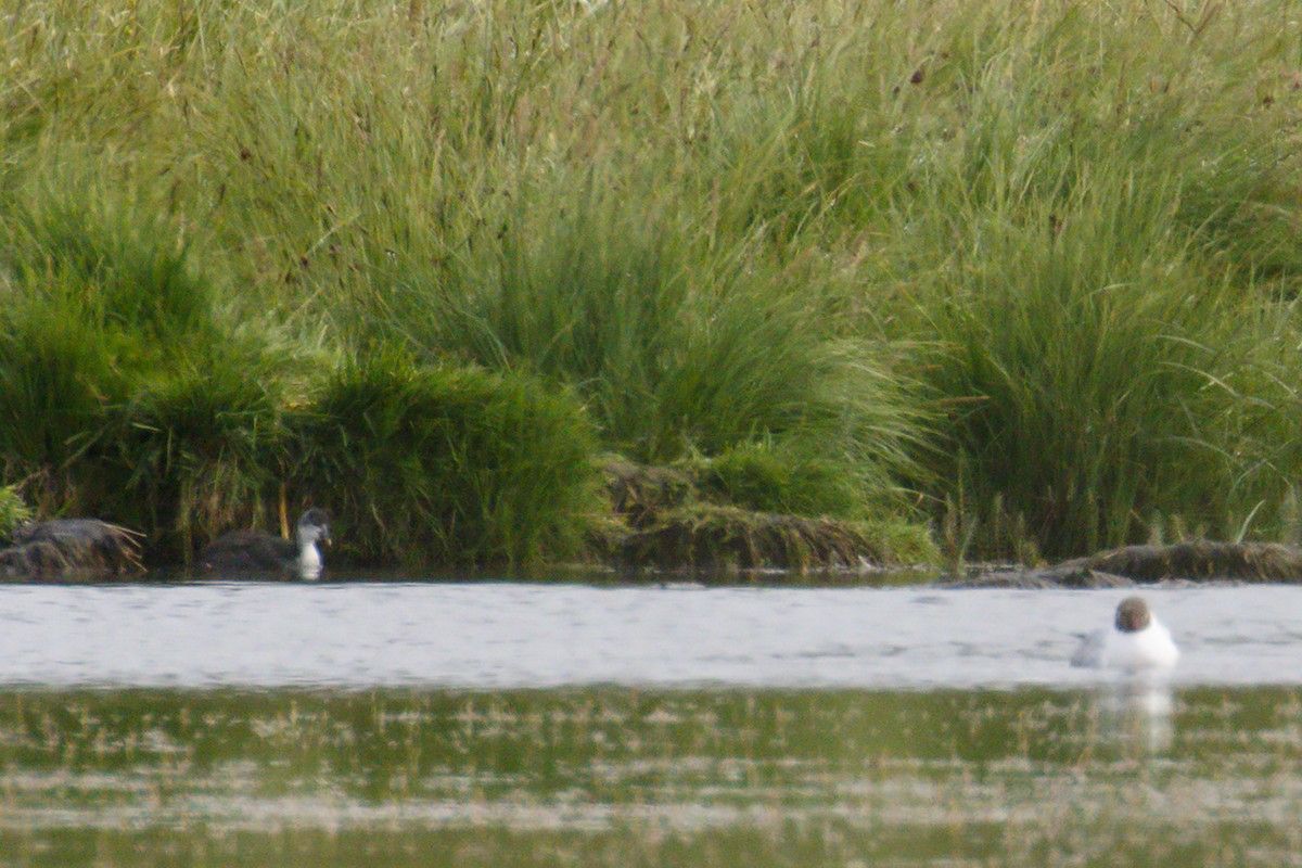 Eurasian Coot - ML358901651