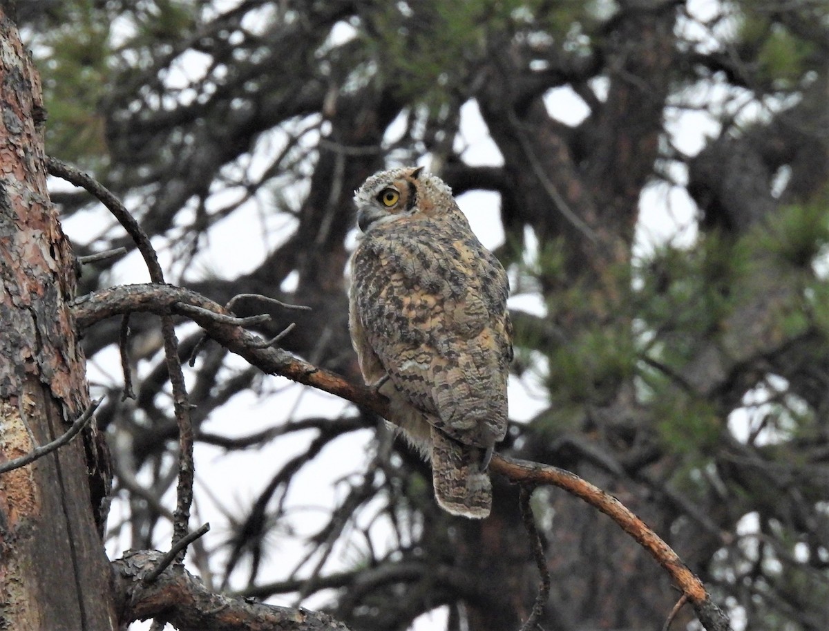 Great Horned Owl - Jan Thom