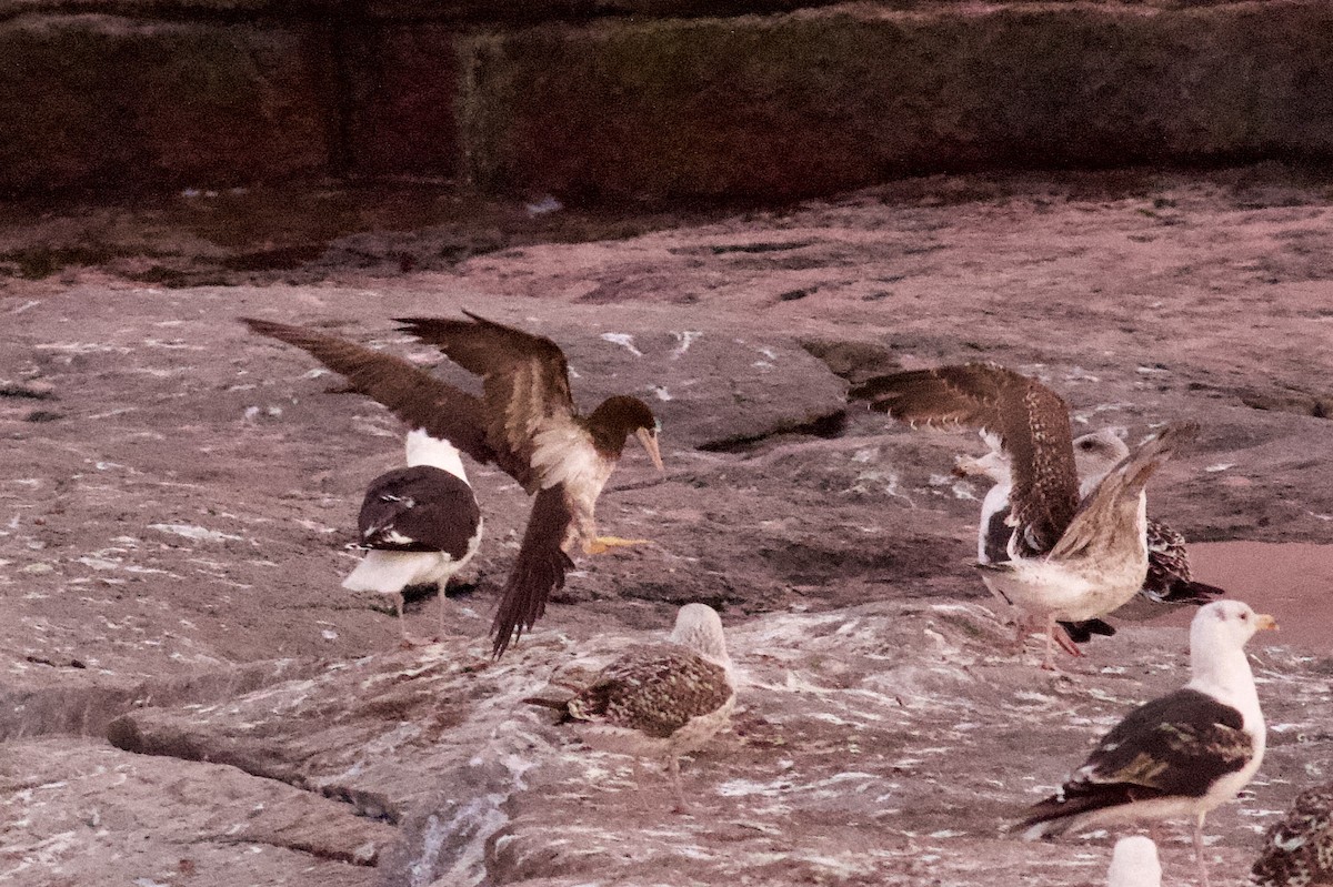 Brown Booby - ML358901801