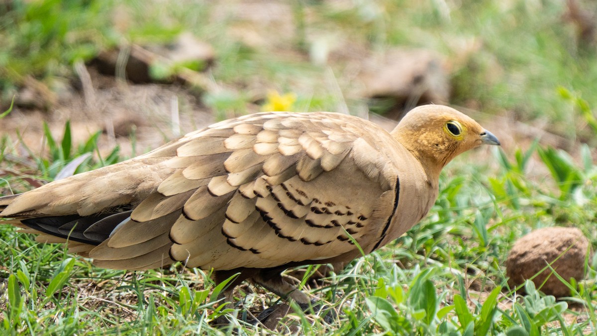 Chestnut-bellied Sandgrouse - ML358902921