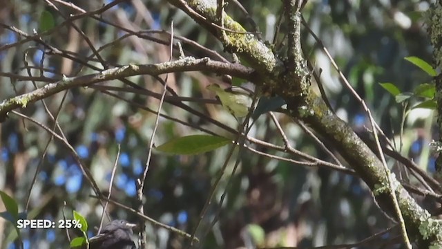 Southern Beardless-Tyrannulet - ML358903041