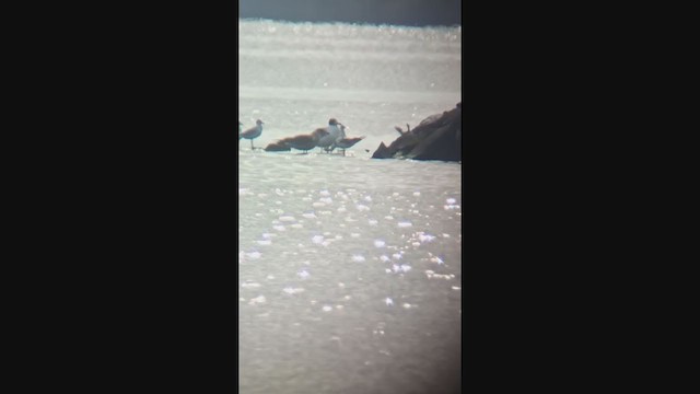 Pallas's Gull - ML358903271