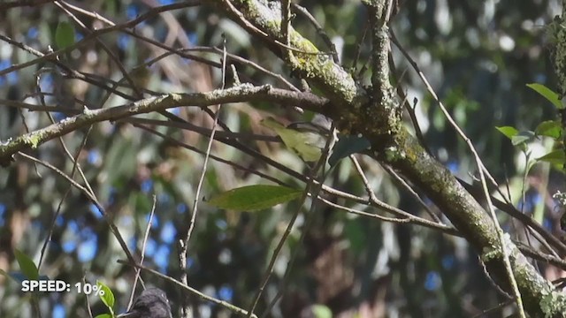 Southern Beardless-Tyrannulet - ML358905771
