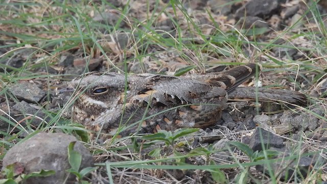 Indian Nightjar - ML358906691