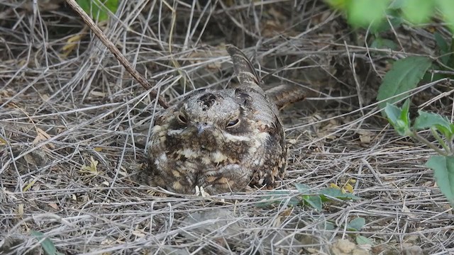 Indian Nightjar - ML358907511