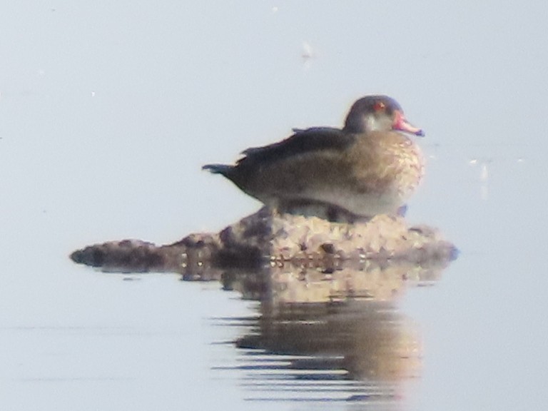 Wood Duck - ML358908781