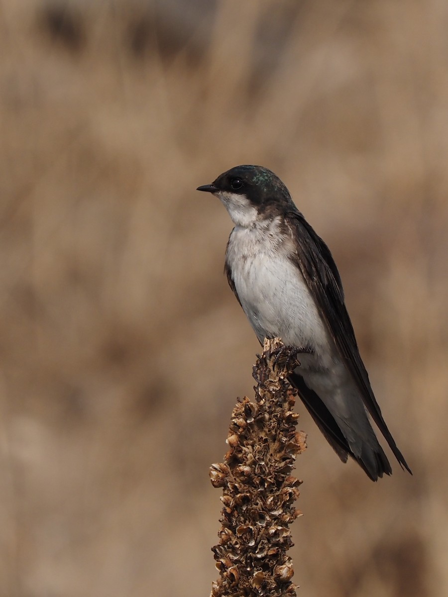 Tree Swallow - ML358910641