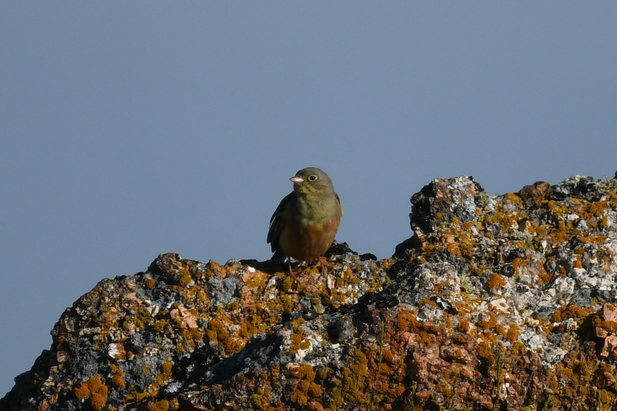 Ortolan Bunting - ML358911091