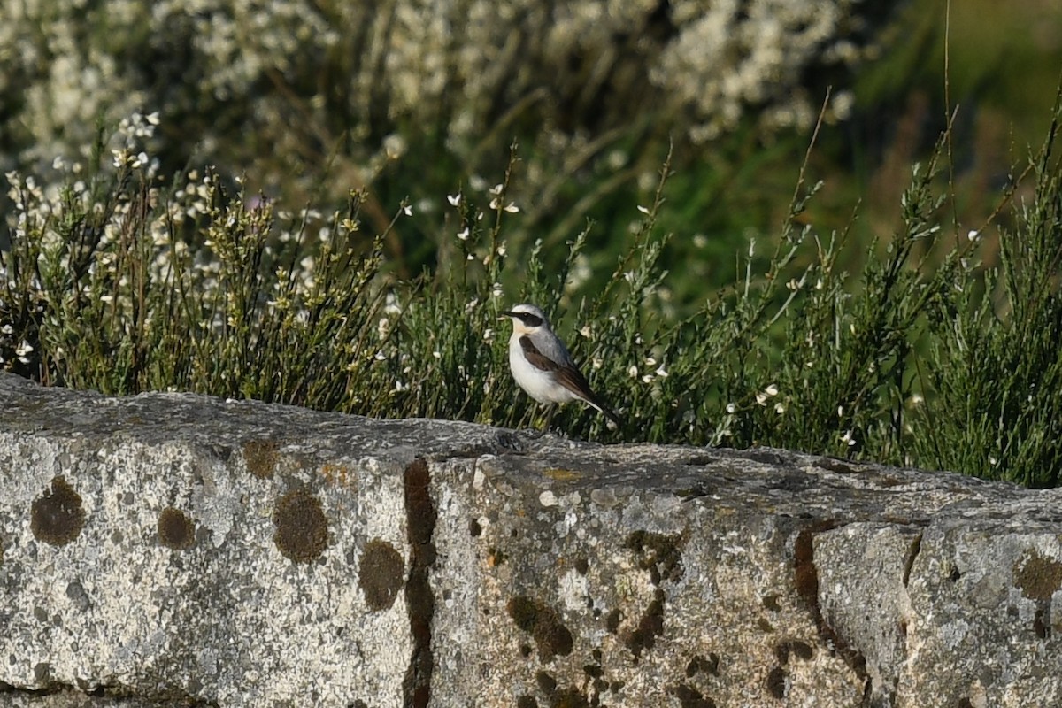 Northern Wheatear - Andre Vieira