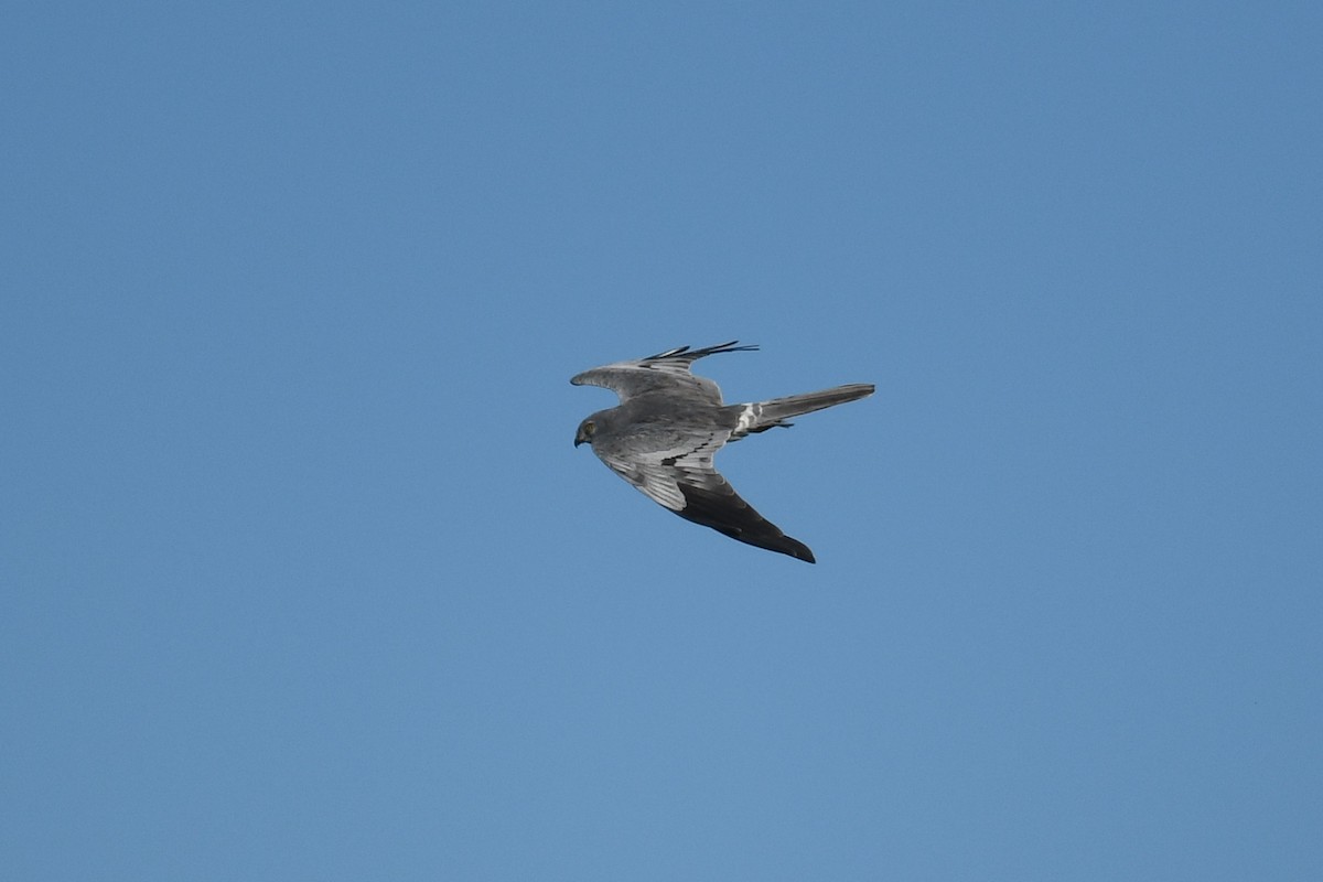 Montagu's Harrier - Andre Vieira