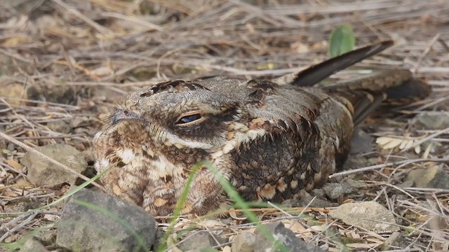 lelek džunglový - ML358914701