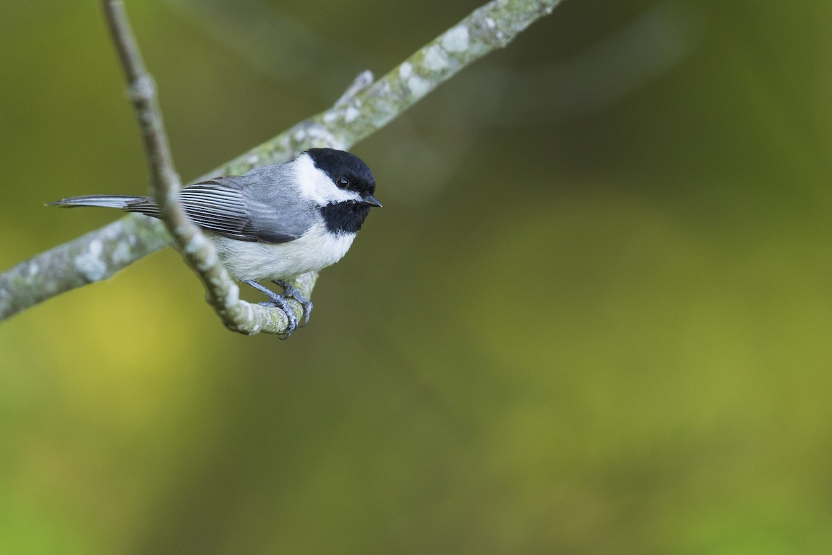雑種 カロライナコガラ x アメリカコガラ - eBird
