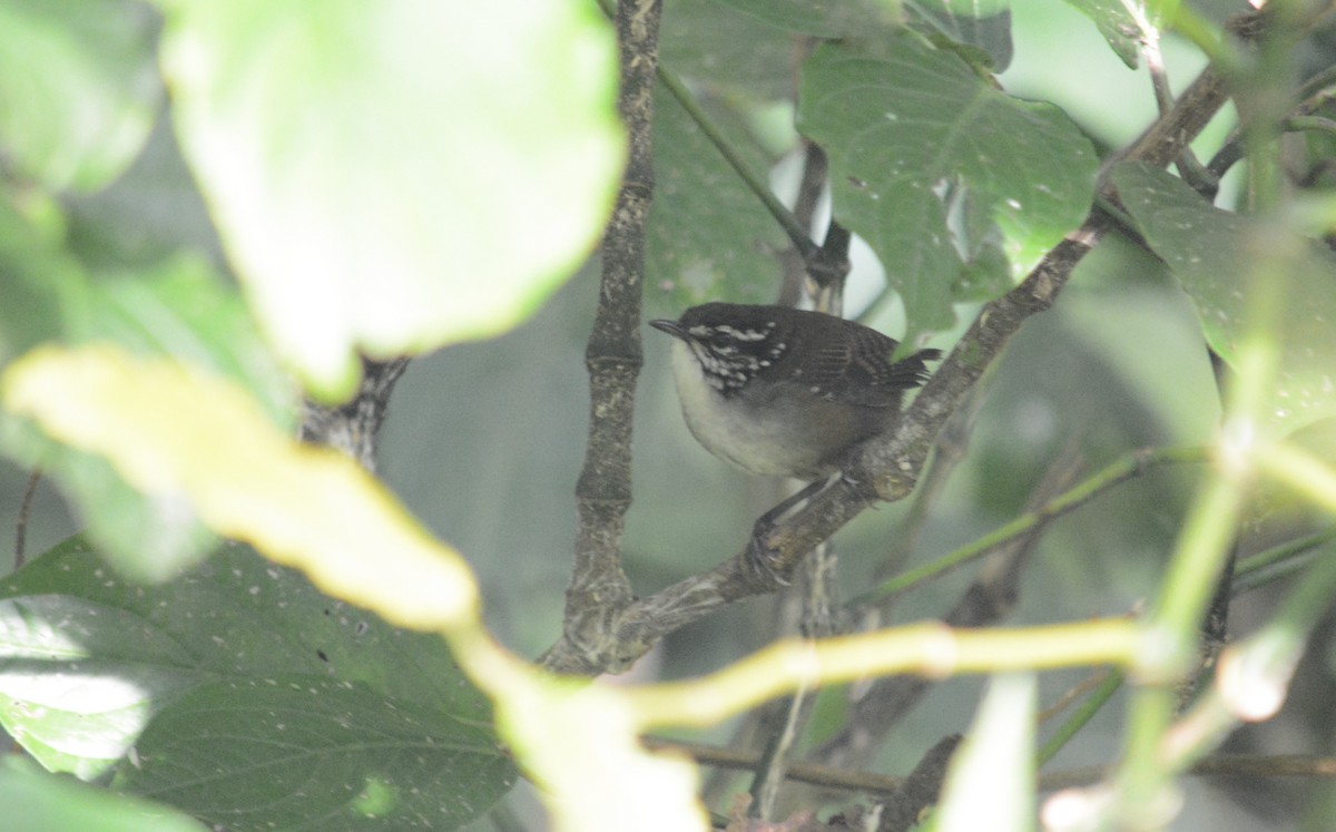 White-breasted Wood-Wren - ML358920741