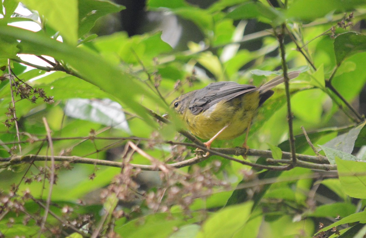 Golden-crowned Warbler - ML358921171