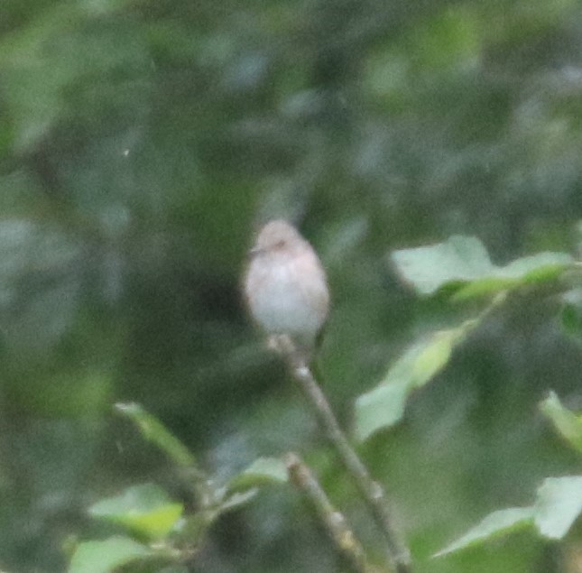 Spotted Flycatcher - ML358921841