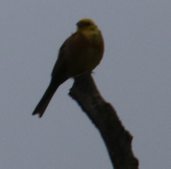 Yellowhammer - Johannes Hogrefe