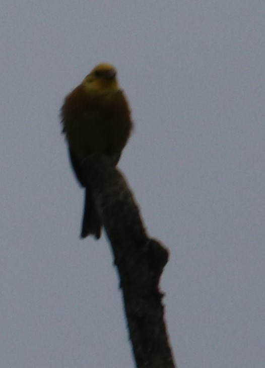 Yellowhammer - ML358921881